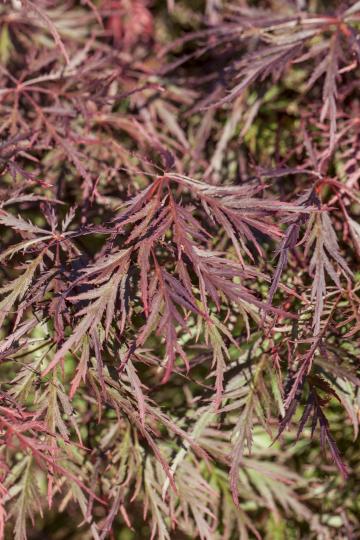 Acer palmatum 'Ornatum'