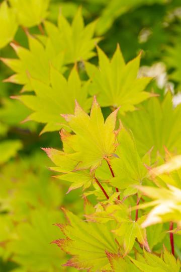 Acer shirasawanum 'Aureum'