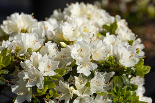 Azalea japonica 'Adonis'