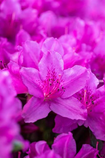 Azalea japonica 'Blaue Donau'