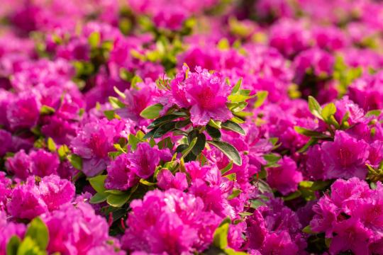 Azalea japonica 'Florida'