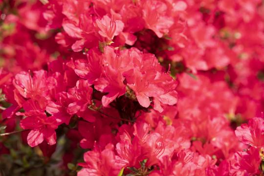 Azalea japonica 'Hino-Crimson'