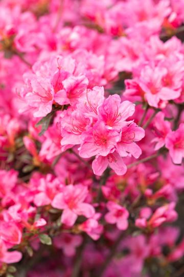 Azalea japonica 'Madame van Hecke'