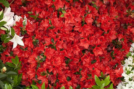 Azalea japonica 'Stewartstonian'