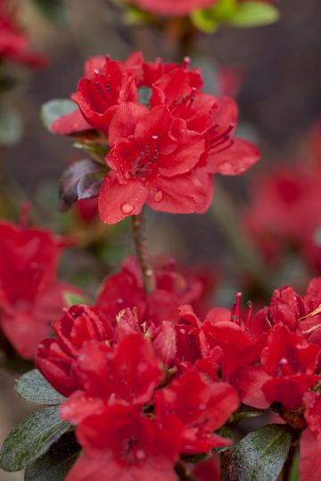 Azalea japonica 'Vuyk's Scarlet'