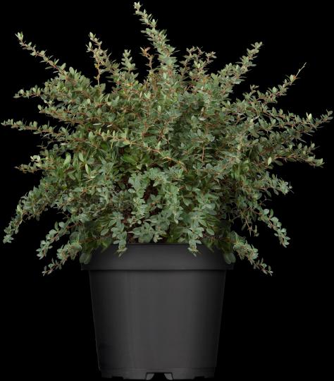 Berberis buxifolia 'Nana'