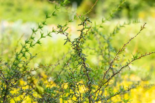 Berberis stenophylla