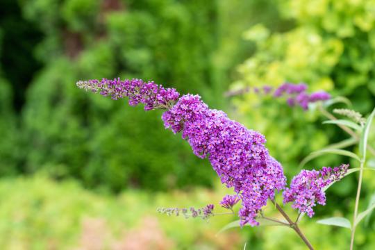 Buddleja davidii 'Ile De France'