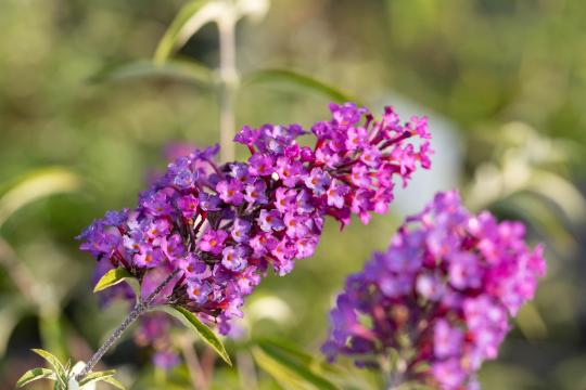 Buddleja davidii 'Nanho Purple'