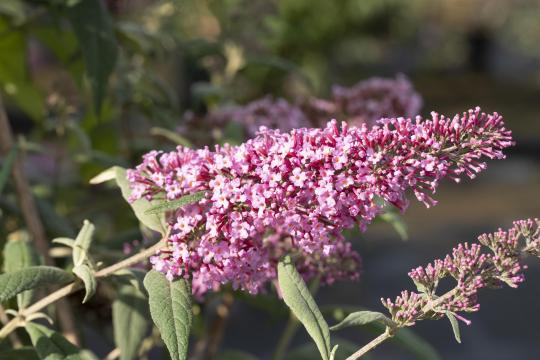 Buddleja davidii 'Pink Delight'