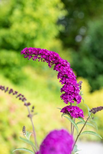 Buddleja davidii 'Royal Red'