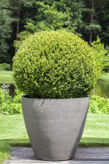 Buxus sempervirens