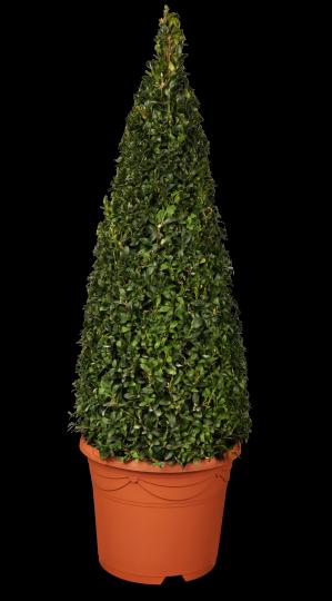 Buxus sempervirens 'Kegel'