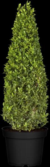 Buxus sempervirens 'Piramide'