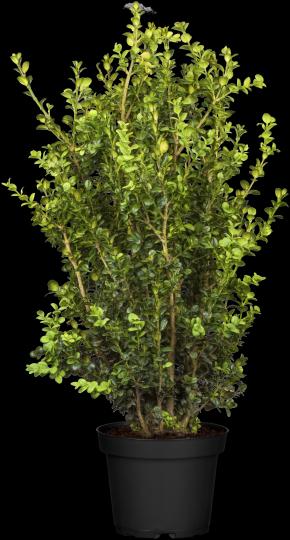 Buxus sempervirens 'Rotundifolia'