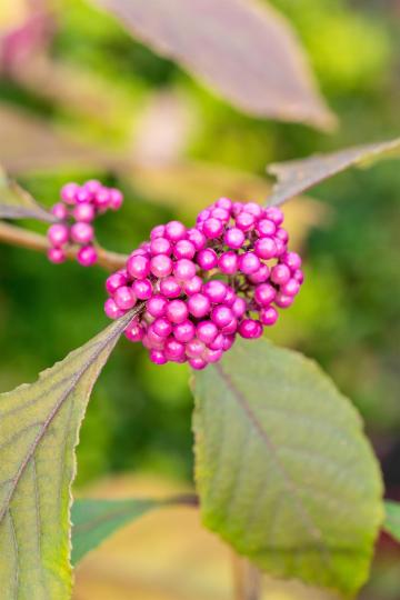 Callicarpa bodinieri 'Profusion'