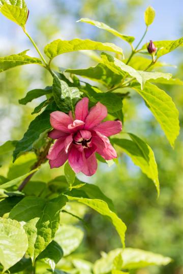 Calycanthus floridus