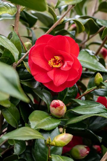 Camellia japonica rood