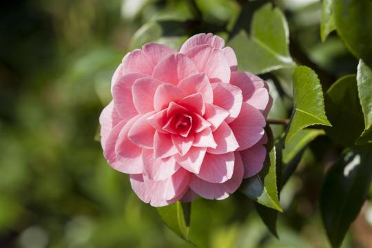 Camellia japonica roze