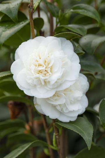 Camellia japonica wit