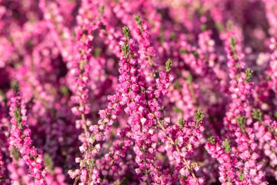 Calluna vulgaris 'Red Star'