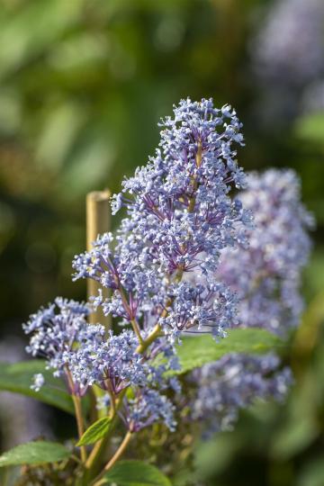 Ceanothus delilianus 'Topaze'