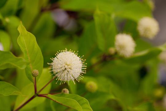 Cephalanthus occidentalis