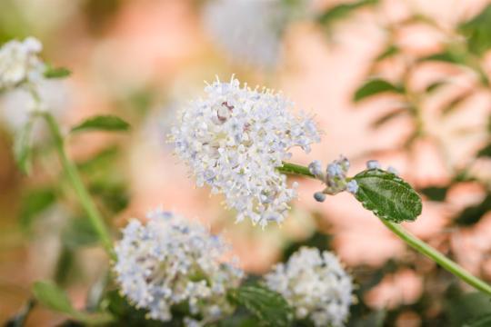 Ceanothus thyrsiflorus repens