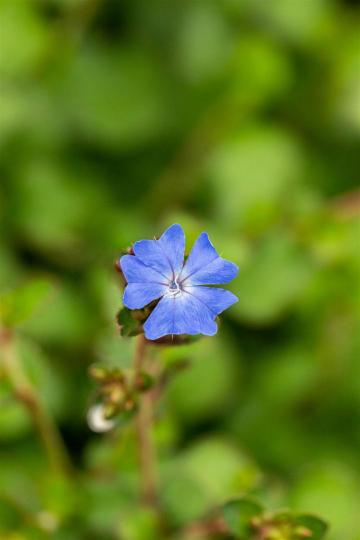 Ceratostigma willmottianum