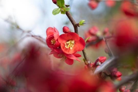 Chaenomeles superba 'Crimson and Gold'