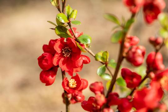 Chaenomeles superba 'Nicoline'
