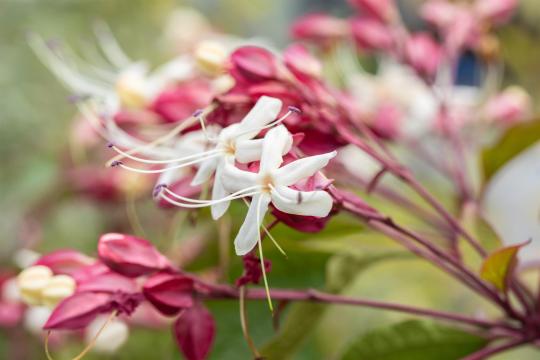 Clerodendrum trichotomum