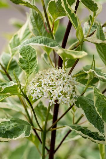 Cornus alba 'Elegantissima'