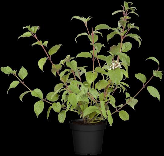 Cornus alba 'Kesselringii'