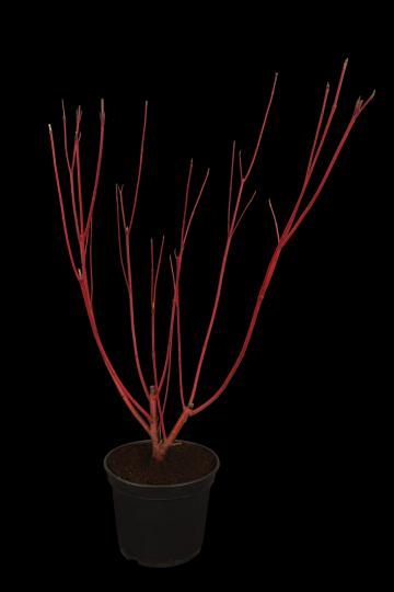 Cornus alba 'Sibirica'