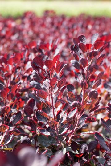 Cotinus coggygria 'Royal Purple'