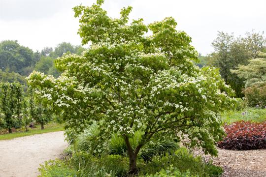 Cornus kousa 'China Girl'