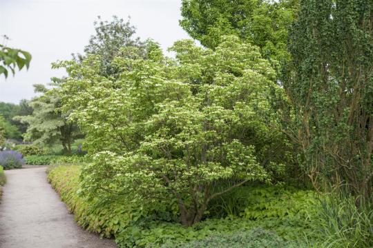 Cornus kousa chinensis