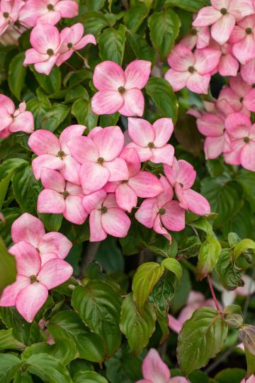 Cornus kousa 'Satomi'