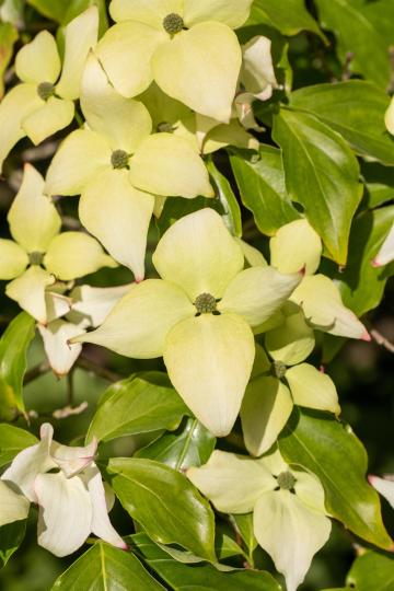 Cornus kousa 'Schmetterling'