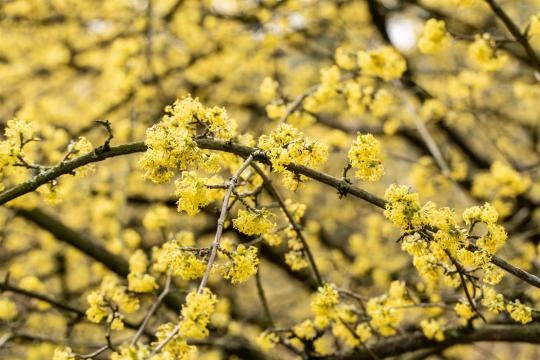 Cornus mas