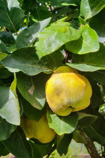 Cydonia oblonga 'Rea's Mammoth'