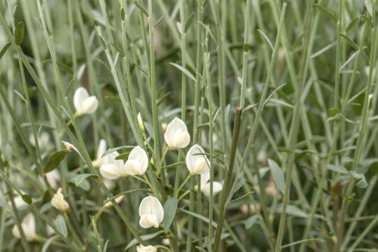 Cytisus praecox 'Albus'
