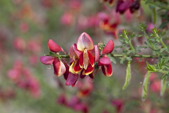 Cytisus 'Roter Favorit'