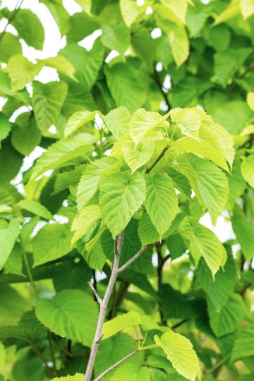 Davidia involucrata
