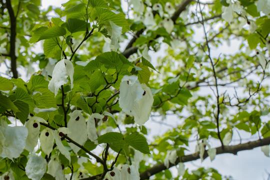 Davidia involucrata var. Vilmoriniana