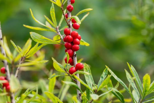 Daphne mezereum 'Rubra'