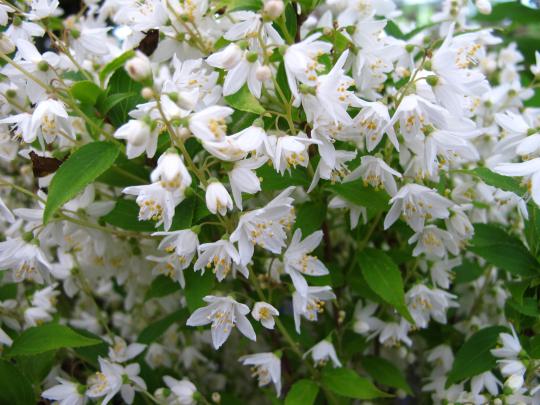 Deutzia gracilis