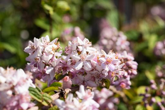 Deutzia hybrida 'Mont Rose'