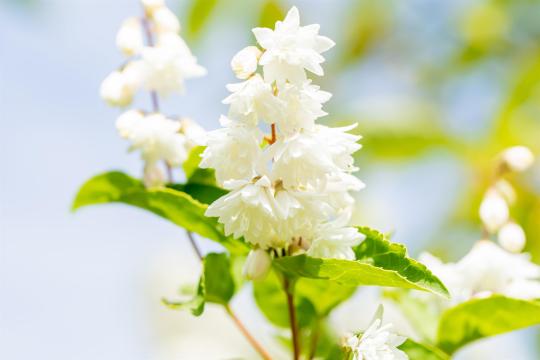 Deutzia scabra 'Plena'